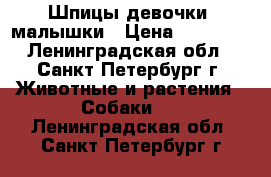 Шпицы девочки -малышки › Цена ­ 15 000 - Ленинградская обл., Санкт-Петербург г. Животные и растения » Собаки   . Ленинградская обл.,Санкт-Петербург г.